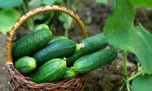 Pepino Beneficios