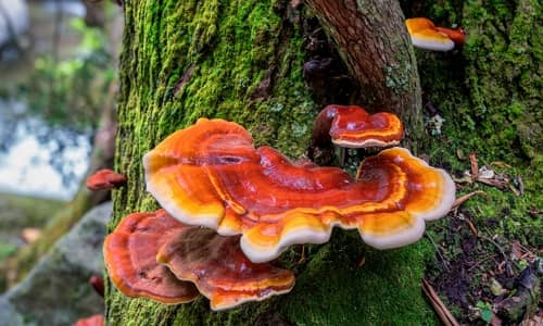 Hongo reishi Beneficios