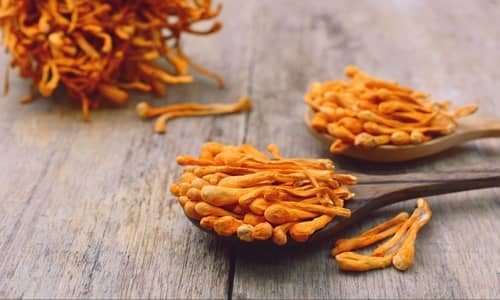 Cordyceps sinensis Beneficios