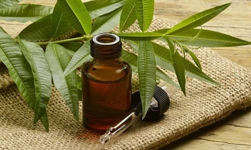 Aceite de árbol de té Beneficios