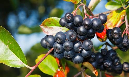 Aronia Beneficios