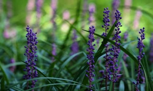 Liriope-muscari Beneficios