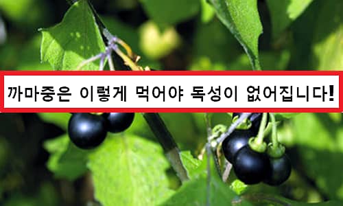 Solanum nigrum Beneficios