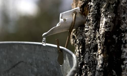 Agua de arce Beneficios