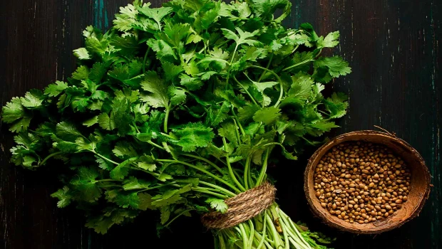 Cilantro Beneficios